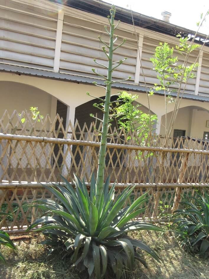 Agave desmettiana